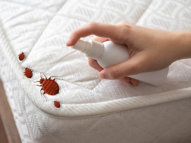Insect Control in High Springs, FL